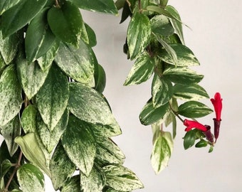 Mini Variegated Lipstick Pflanze Aeschynanthus Radicans, seltene blühende Sukkulente