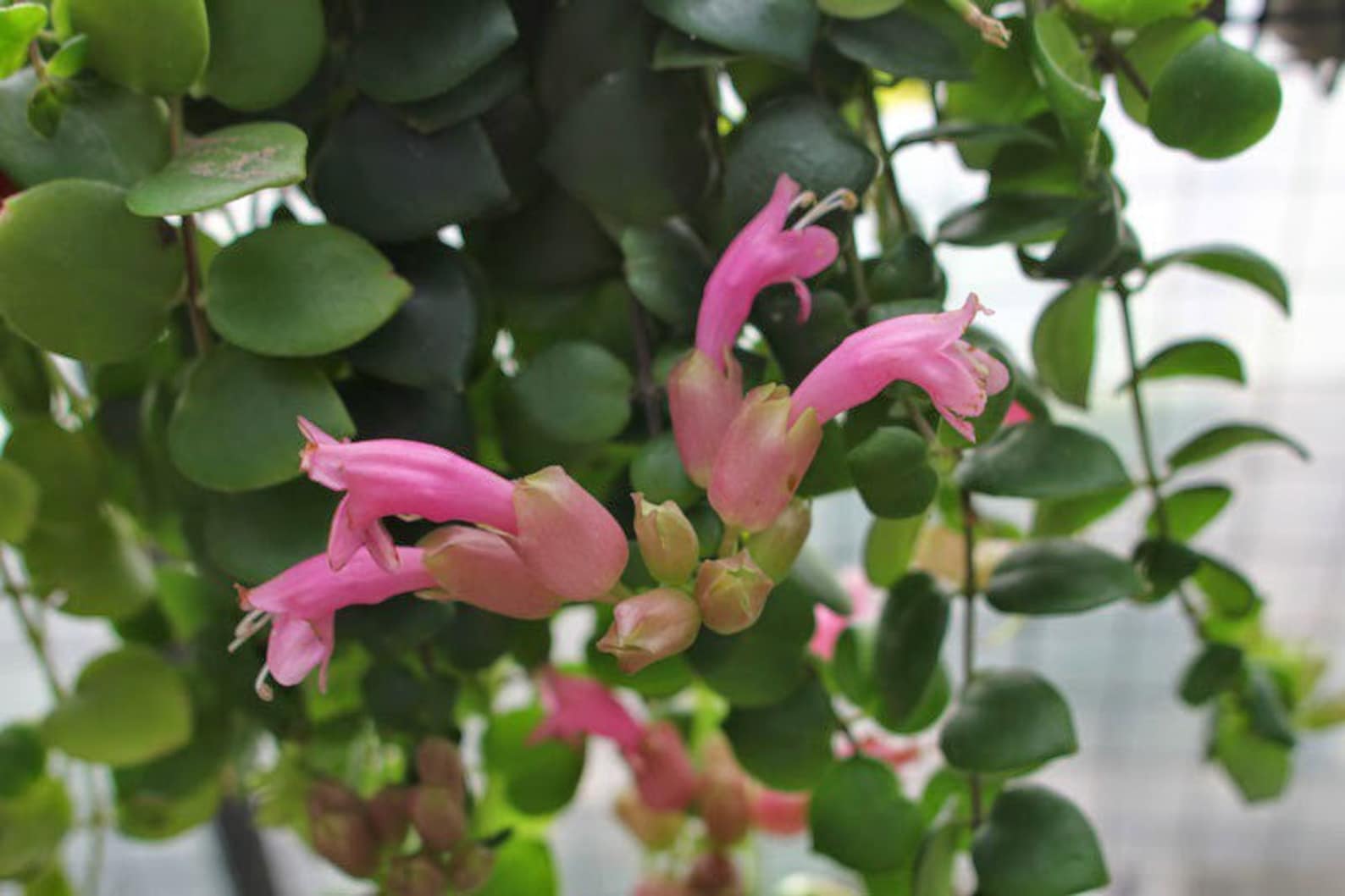 Thai pink lipstick plant