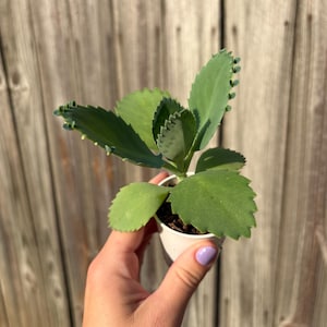 Mexikansk hatt Suckulent, Kalanchoe, Tusentals moder, Miljontals moder, Dräktig växt, Rotad, Full sol bild 6