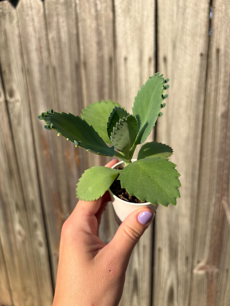 Mexikansk hatt Suckulent, Kalanchoe, Tusentals moder, Miljontals moder, Dräktig växt, Rotad, Full sol bild 6