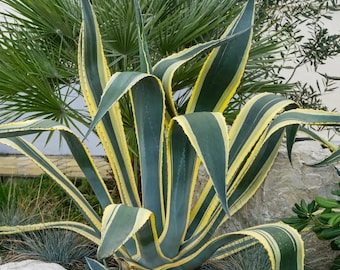 Variegated Century Plant Agave americana 'Variegata' Large Landscape Drought Tolerant
