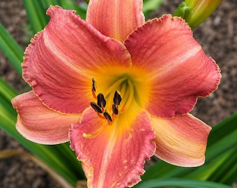 Hawaiian Party Dress Daylily, Hemerocallis, Rose Melon Pink Reblooming Perennial Bulbous Multiplying Flower