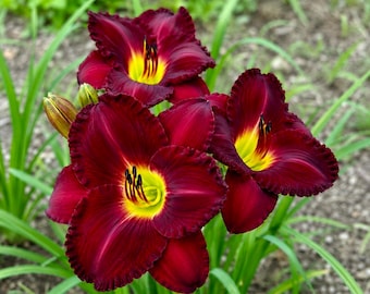 Hemerocallis, lirio de día Red Corvette, flor bulbosa perenne que florece repetidamente.