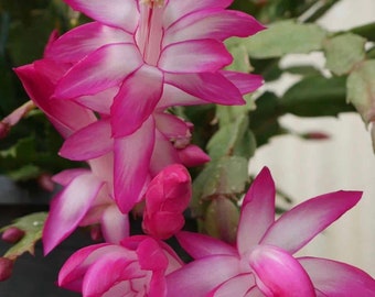 Rosa Erntedankkaktus, Zygo, Feiertagskaktus, Krabbenkaktus, Weihnachtskaktus, Schlumbergera truncata, lebende Wurzelpflanze