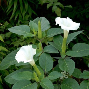 White Moon Flower Datura Metel SEEDS, Datura Inoxia, Night Blooming Plant, Trumpet Shrub, Bush. image 1