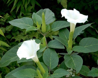 White Moon Flower Datura Metel SEEDS, Datura Inoxia, Nachtblühende Pflanze, Trompetenstrauch, Strauch.