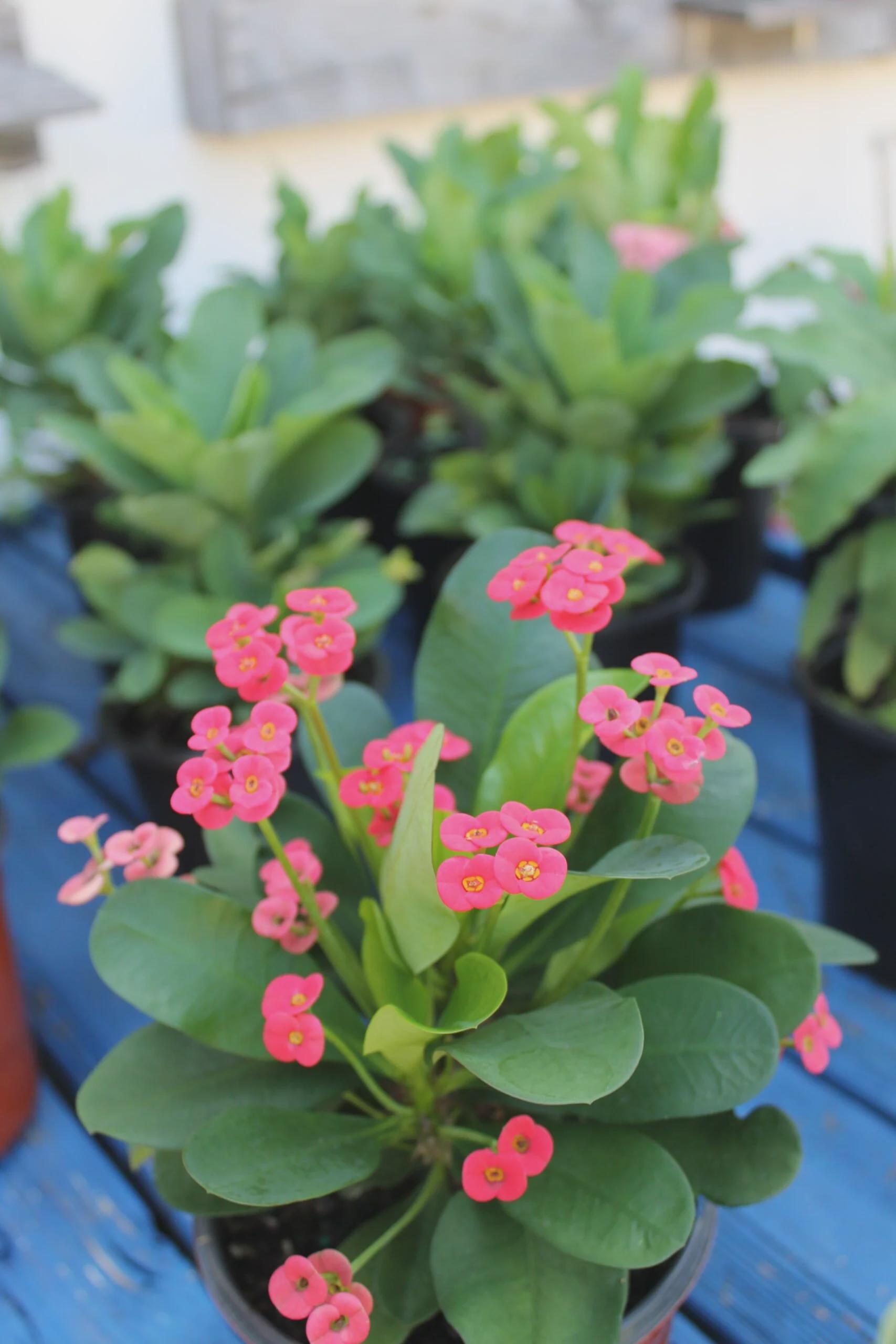 Rote Dornenkrone Pflanze, Kaktus, Sukkulente, Euphorbia Milii Imperatae,  lebende verwurzelte Pflanze - Etsy.de