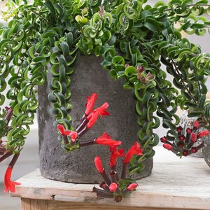 Twisted Curly Lipstick Plant Aeschynanthus 'Rasta', Live Succulent, House Plant 画像 2