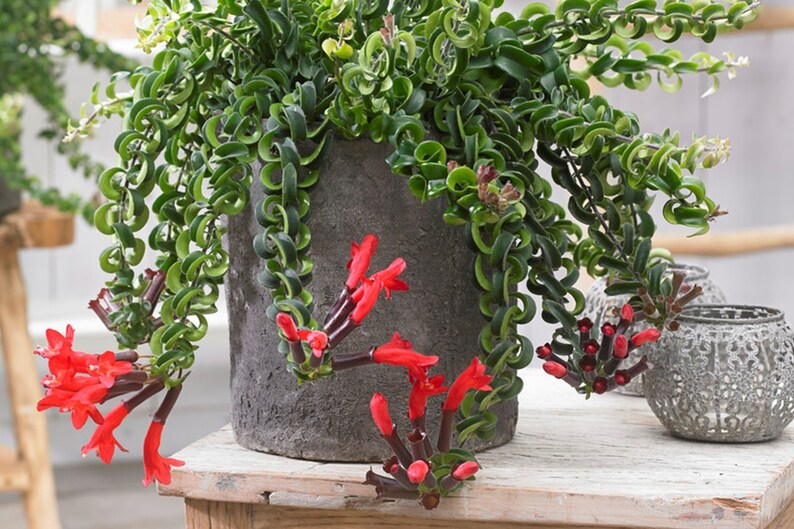 Twisted Curly Lipstick Plant Aeschynanthus 'Rasta', Live Succulent, House Plant 画像 2