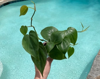 Heartleaf Philodendron, Live Starter Plant, Ivy, House Plant, Vining Aroid, Climbing, Gift