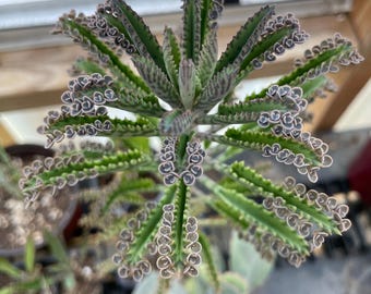 Alligator Cactus, Mother of Thousands/Millions, Rooted Kalanchoe Succulent, Live Plant, Full Sun, Kalanchoe Daigremontiana