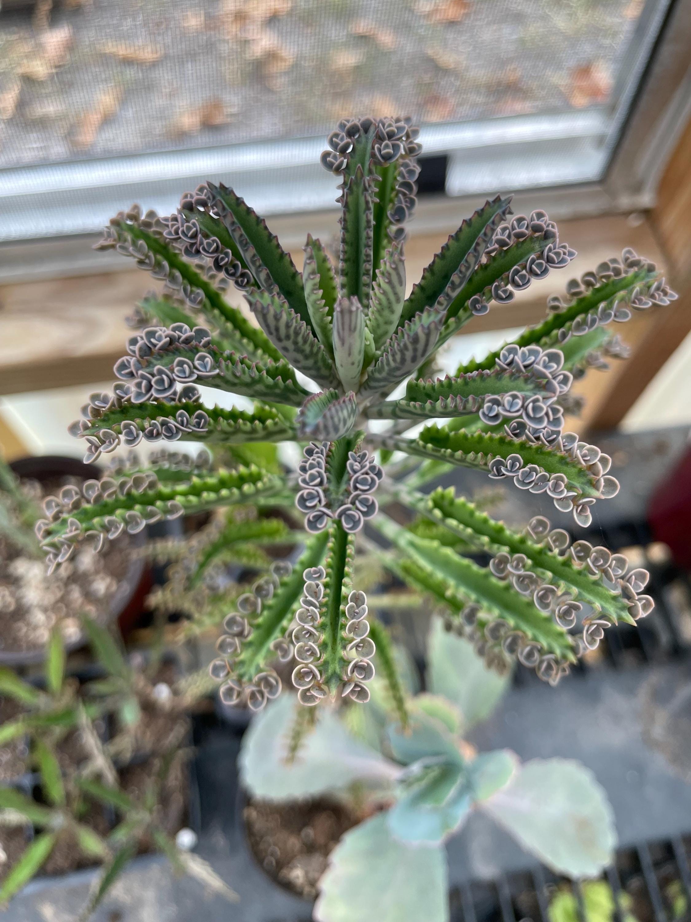 Kalanchoe uniflora - Etsy 日本