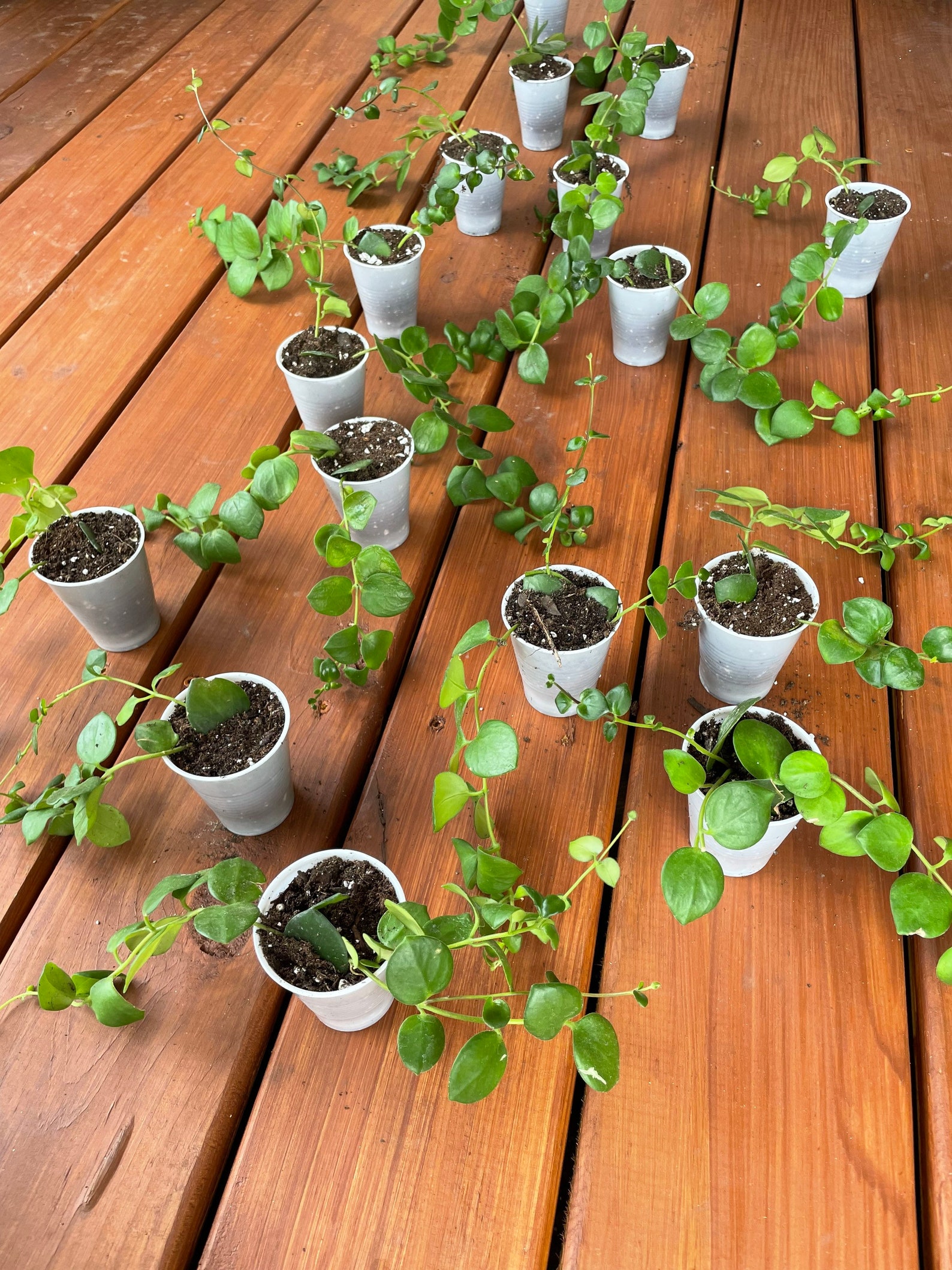 Rare Pink Lipstick Plant Aeschynanthus Radicans thai Pink Etsy