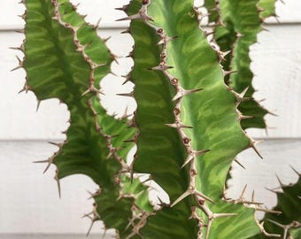 Euphorbia Pseudocactus Zig Zag Rare Cactus Milk Cactus Tall