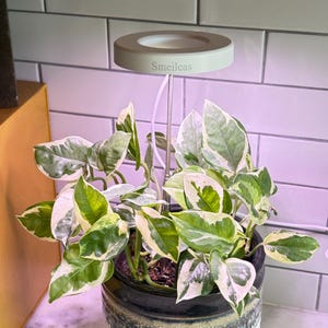 Lampada da coltivazione per interni a spettro completo - Lampada da coltivazione per interni che imita il sole - Adatta per piante da interno, fiori carnosi e piccole piante LED