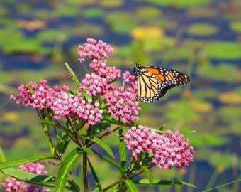 Pink Butterfly Weed, Swamp Weed, Cold Hardy Native, Pollinator, Asclepias incarnata