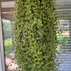Sznur poduszek Plectranthus prostratus Soczysta roślina poduszkowa z bluszczu szwedzkiego