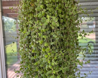 String of Pillows Plectranthus prostratus Trailing Succulent Swedish Ivy Pillow Plant Indoor Outdoor Low Maintenance