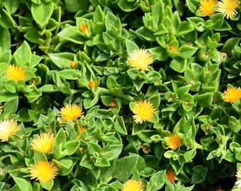 Sonnenrose gelb/Mitte, roter Apfel, Mesembryanthemum Cordifolium, Aptenia