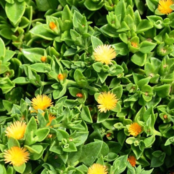 Yellow Baby Sun Rose / Ice Plant, Red Apple, Mesembryanthemum Cordifolium, Aptenia