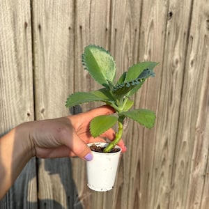 Mexikansk hatt Suckulent, Kalanchoe, Tusentals moder, Miljontals moder, Dräktig växt, Rotad, Full sol large