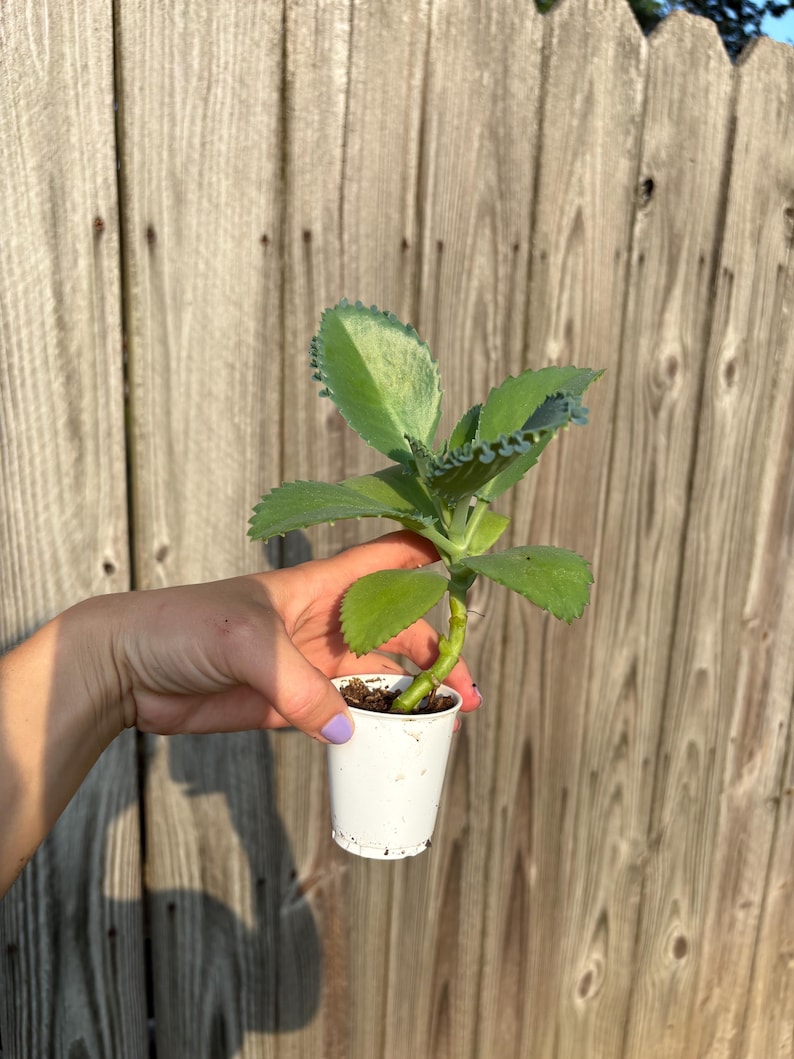 Mexikansk hatt Suckulent, Kalanchoe, Tusentals moder, Miljontals moder, Dräktig växt, Rotad, Full sol large