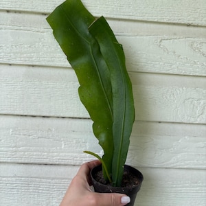 Queen of the Night Cactus, Rooted Epiphyllum Oxypetalum Cereus, Night Blooming Succulent XXL