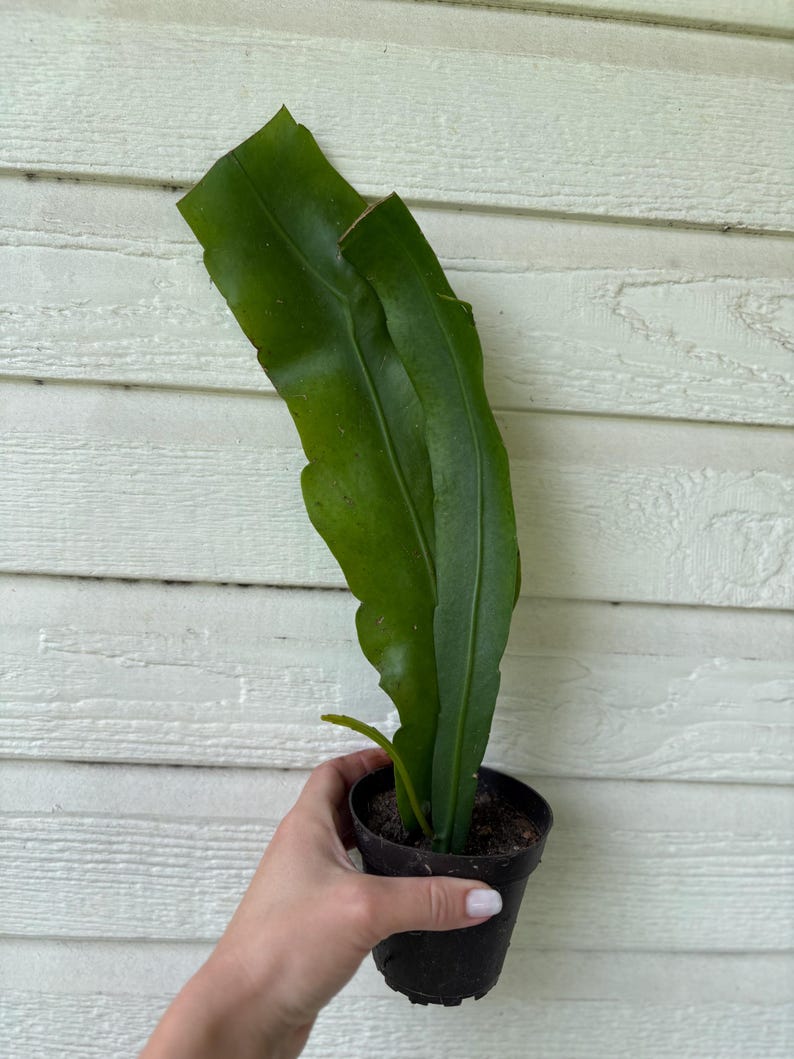 Queen of the Night Cactus, Rooted Epiphyllum Oxypetalum Cereus, Night Blooming Succulent XXL