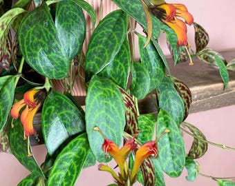 Black Pagoda Lipstick Plant, Vine, Rare House Plant, Red Leaf