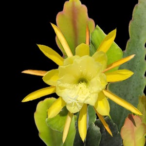 Gelber Epiphyllum Kaktus, Orchideen-Kaktus, lebende verwurzelte Zimmerpflanze, hängend, blühend, sukkulent
