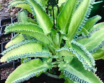 Mexican Hat Succulent, Kalanchoe, Mother of Thousands, Mother of Millions, Pregnant Plant, Rooted, Full Sun