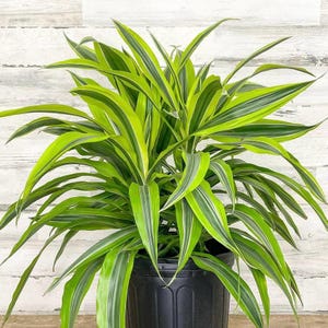 Dracaena Lemon Lime Cane - Albero del drago Pianta da appartamento viva Dracaena Warneckii &#39;Lemon Lime&#39;