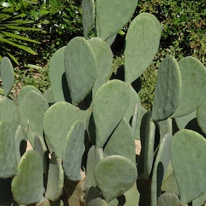 Spineless Prickly Pear Cactus, Thornless Opuntia Ellisiana, Yellow Blooming Cactus, Rare