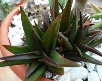 LIVE Rooted Aloe ‘Black Gem’, Alworthia, Aloe-Vera Plant, Succulent