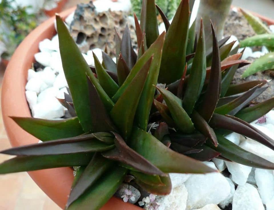 生きた根付いたアロエ「ブラックジェム」、アルワーシア、アロエベラ