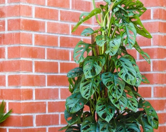 Verwurzelte Monstera Adansonii, die Monstera von Adanson, Schweizer Käsepflanze, Fünf-Loch-Pflanze, Zimmerpflanze