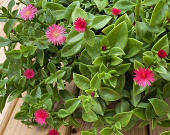 Pink Baby Sun Rose Ice Plant, Red Apple, Mesembryanthemum Cordifolium, Aptenia Blooming Succulent