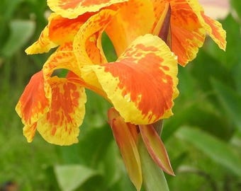Yellow King Humbert Canna Lily, Yellow Orange Speckled, Rhizome Bulb, 1 Live Root, Tropical