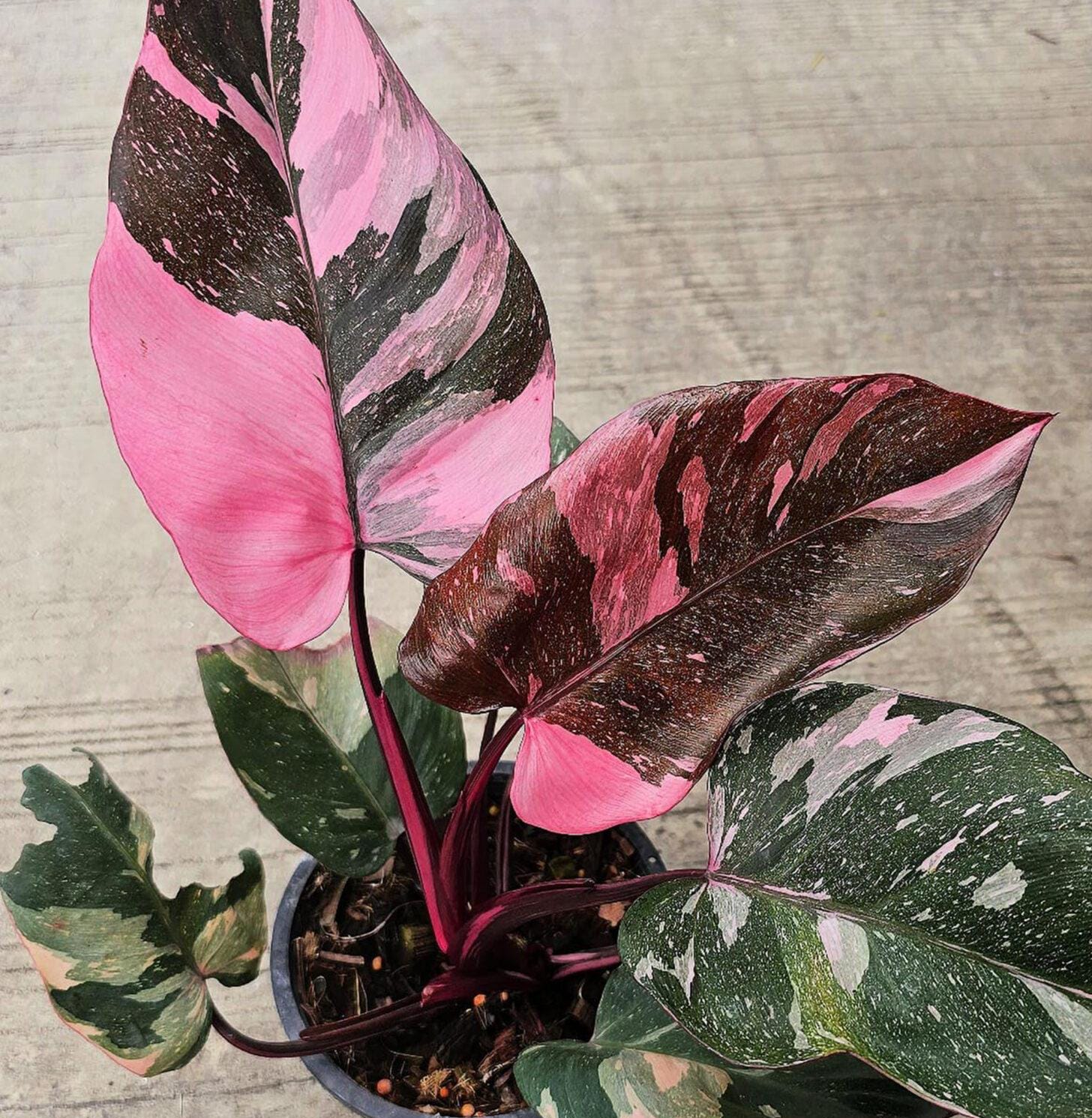 Pink Princess Philodendron Rare Aroid House Plant Indoor Tropical  Variegated Blushing Philodendron - Etsy
