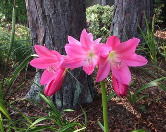 Lirio Crinum rosa oscuro Ellen Bosanquet Planta de bulbo perenne XL Flor