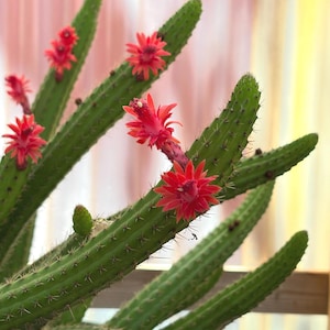 Puede incluir: Un cactus verde con múltiples tallos alargados y acanalados cubiertos de pequeñas espinas. Varias flores de color rojo brillante están en plena floración, emergiendo de los lados de los tallos. También se observa un pequeño capullo verde sin abrir.