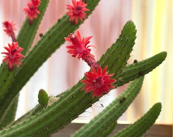 Rhipsalis Baccifera Hanging Plant | Pet Safe Trailing Houseplant |  Mistletoe Cactus | Easy Care Indoor Plant for Small Spaces - Etsy.de