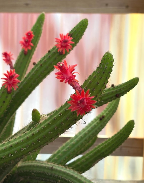 Cleistocactus Samaipatanus, Rot / Pink blhender nachgelagerter Kaktus -  Etsy Schweiz