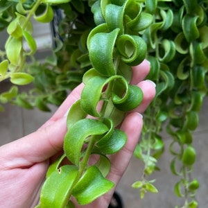 Twisted Curly Lipstick Plant Aeschynanthus 'Rasta', Live Succulent, House Plant 画像 3