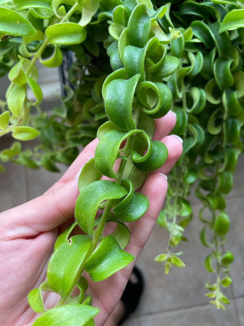 Twisted Curly Lipstick Plant Aeschynanthus 'Rasta', Live Succulent, House Plant 画像 3