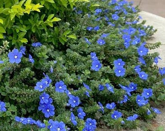 Blue Daze (Evolvulus glomeratus) 4” Pot Drought Tolerant Ground Cover Perennial