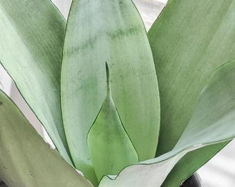 Sansevieria trifasciata 'Moonshine' (Lengua de suegra)
