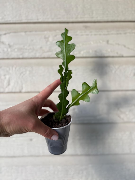 Fishbone Cactus, Zig Zag Cactus, Epiphyllum, Disocactus Anguliger, Rick  Rack Succulent, Ric Rac Cactus - Etsy