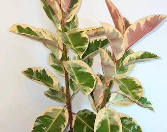 Ficus elastica, tropikalna roślina domowa, różowe drzewo kauczukowe
