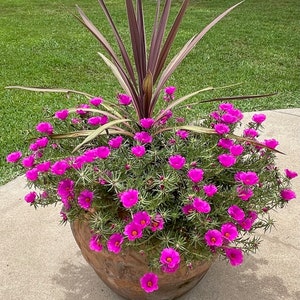 Jumbo ‘Samba’ Magenta/Mixed Rose Moss, Portulaca grandiflora, Giant Moss Rose Succulent